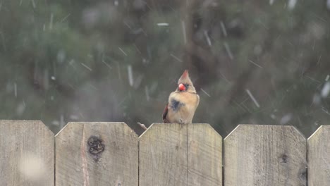 Close-up-of-birds-on-a-branch-ice-and-snow-winter-day