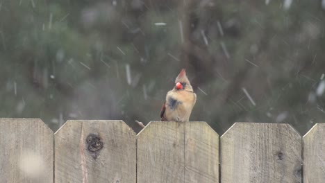 cerca de pájaros en una rama de hielo y nieve día de invierno