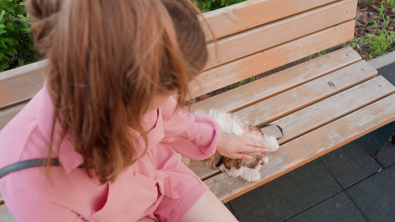 Dog Care Scene, Urban Park Pet Grooming, Guardian Gently Brushing Tiny Puppy, Overhead View Of Caring Person Grooming Small Dog, Relaxed Scene Of Handler Caring For Tiny Puppy On Park Bench