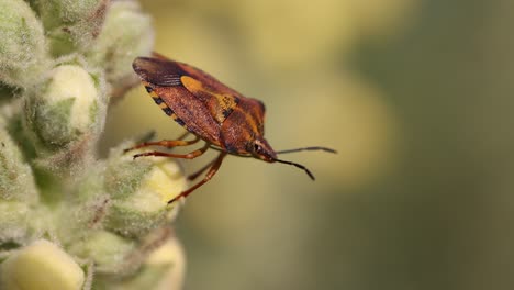 close up shot of brown marmorated stink bug on flower jumping and flying away - slow motion