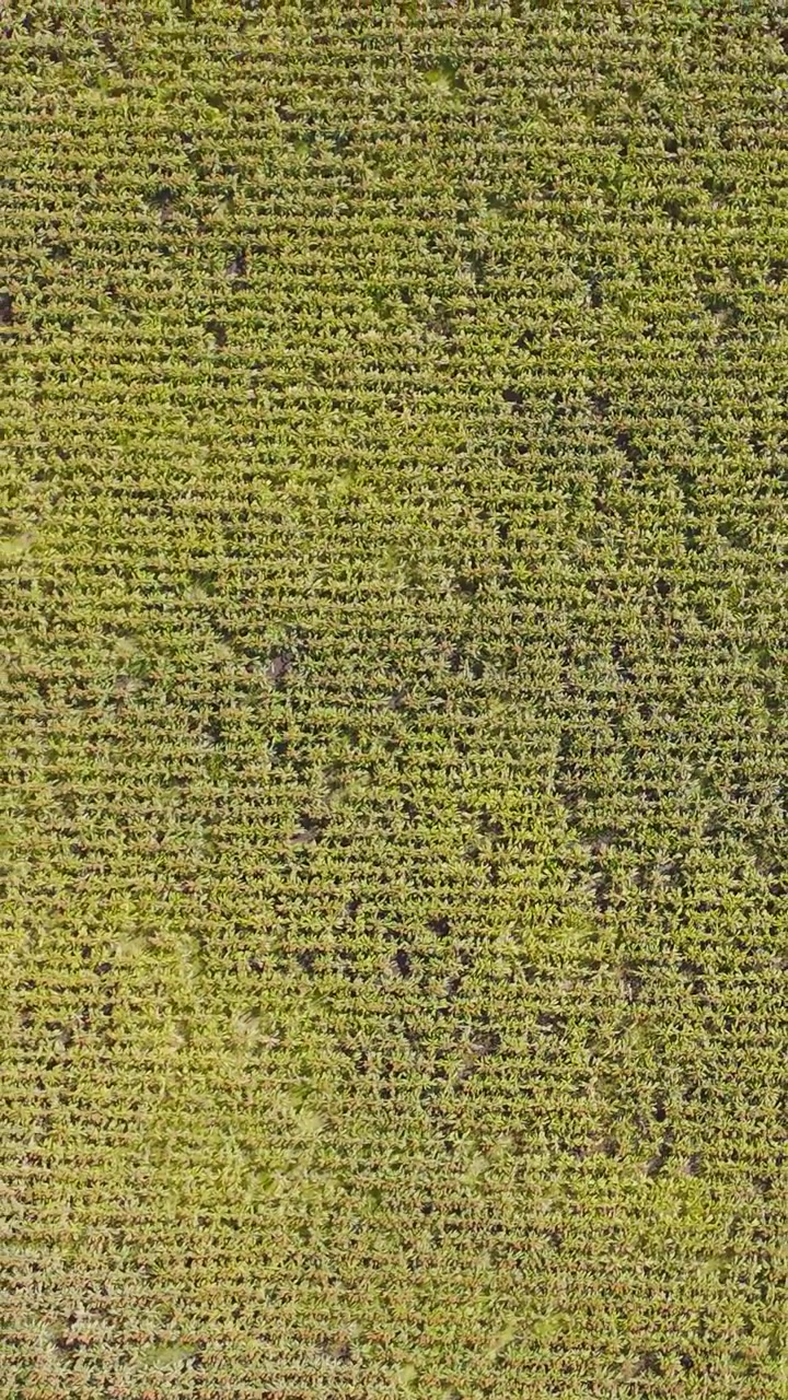 Drone captures expansive corn and maize fields