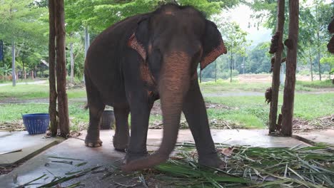 Thai-elephant-swings-form-side-to-side-with-stress-at-camp-on-Koh-Chang-island