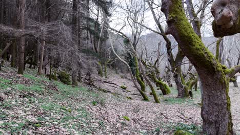 un bosque vacío y espeluznante durante el invierno | 4k 60fps