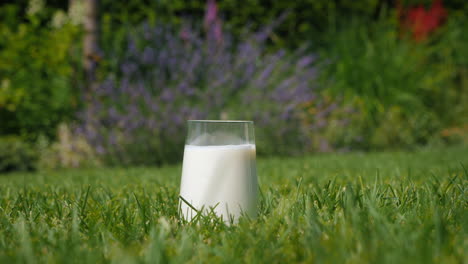 glass of milk in a garden