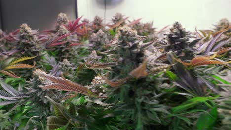 shot of a cannabis plants growing in a grow tent during flowering stage