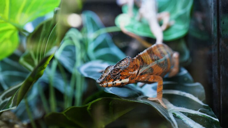 A Madagascan Chameleon crawls along some leaves inside it's vivarium