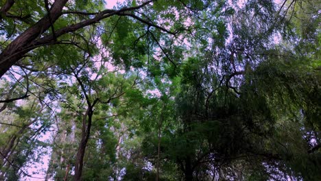 A-peaceful-view-of-the-forest-canopy-in-Crimea