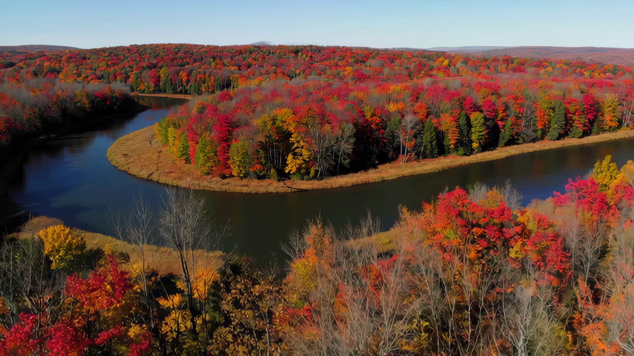 Autumn Foliage in the Woods