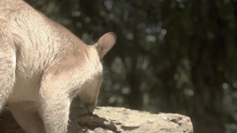 small cute wallaby in australia looking around