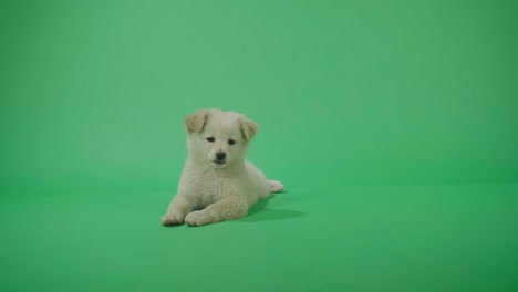 full view of a yawning white dog laying down in the green screen studio then walking away