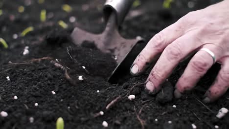 exploring the earth: a close-up view of gardening as hands work the soil, uncovering roots and new growth in a fertile garden bed