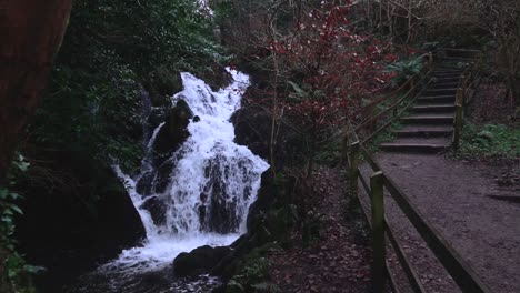 approaching forest waterfall by trees