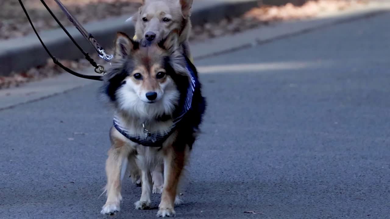 Two dogs, one in a yellow jacket, walk side by side on a paved path.