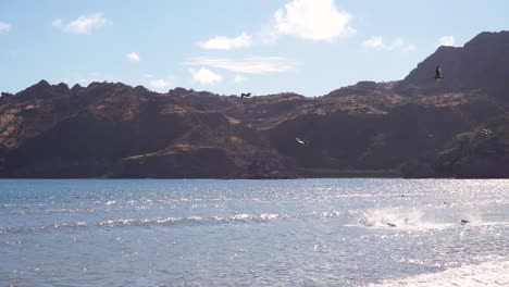 Pájaros-Pelícanos-Que-Se-Sumergen-En-El-Agua-Del-Océano-Para-Cazar-Peces-En-El-Hermoso-Paisaje-Natural-De-México-En-Agua-Verde