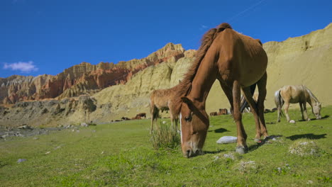 Horse-grazes-on-green-land-with-other-horses-and-cliff-like-structure-in-background-at-Upper-Mustang-Nepa