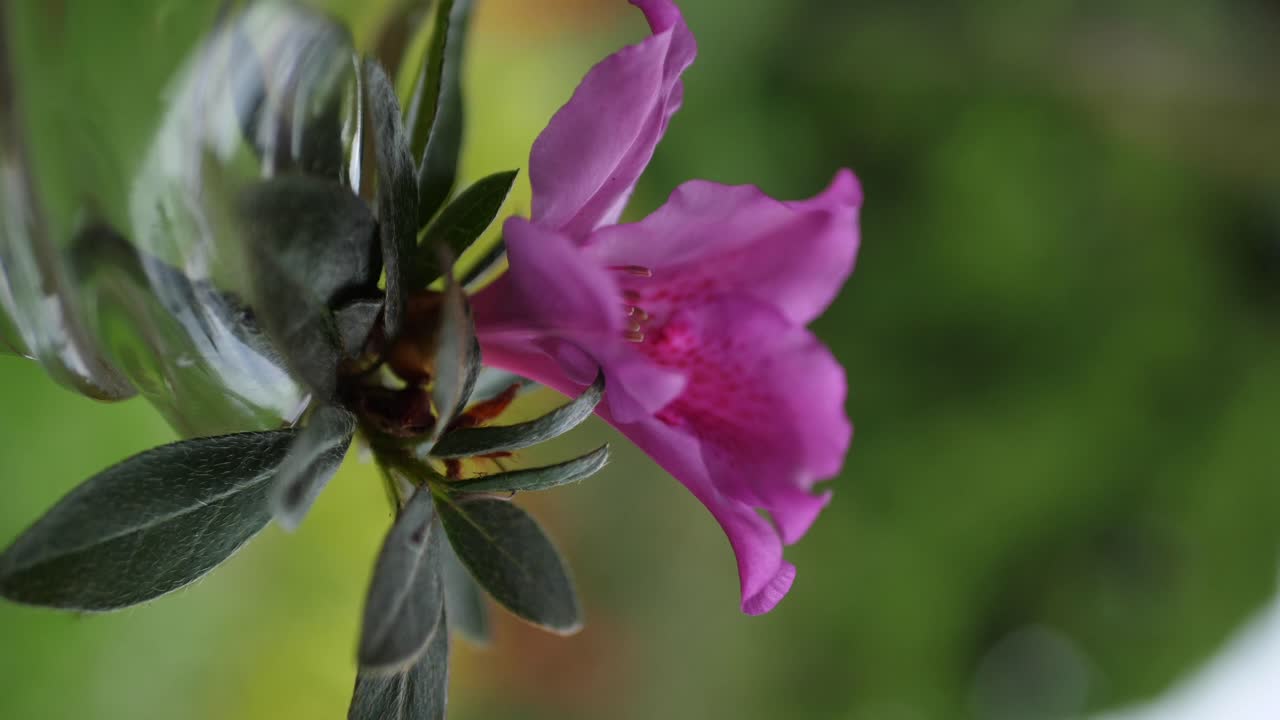 close up de una flor de rododendro rosa oscuro en un jardín en los trópicos
