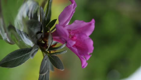 close up of a dark pink rhododendron flower in a garden in the tropics