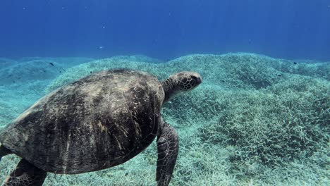 Vista-De-Cerca-De-Una-Tortuga-Marina-Verde-Nadando-Bajo-El-Mar---Bajo-El-Agua