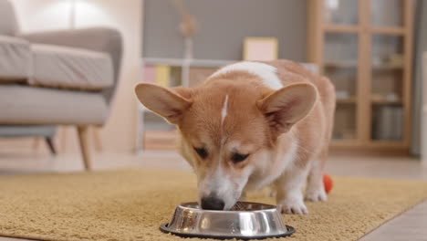 corgi comiendo comida para perros de un cuenco