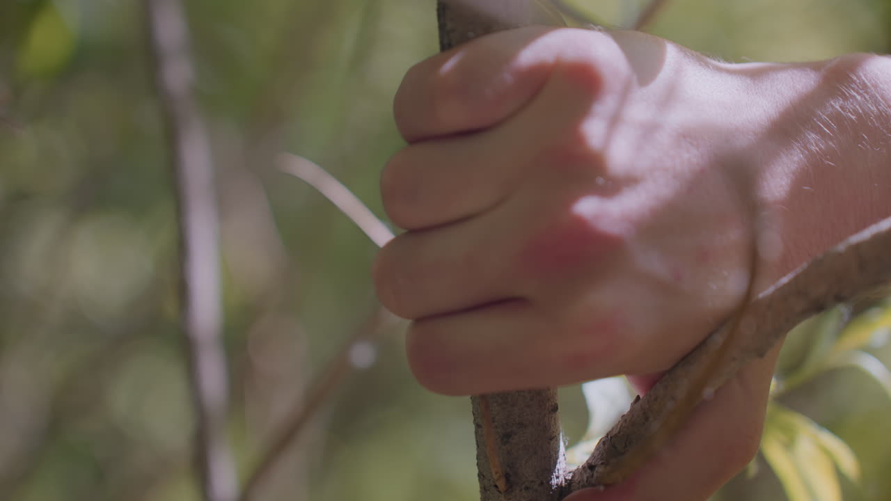 Close-view of tourist hand firmly grasping growing tree branch in sunlit forest, with natural textures of skin and bark in focus, surrounded by blurred greenery and soft, golden background light