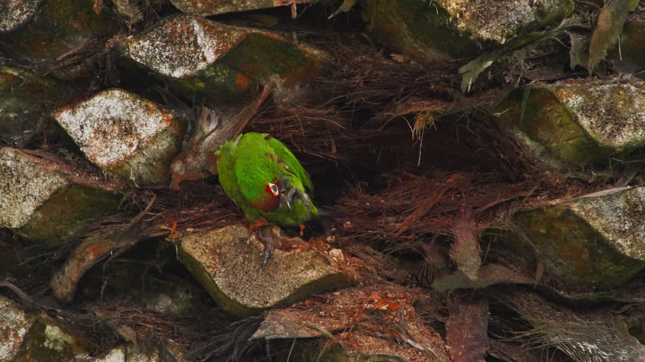 Red-masked parrot pecking tree bark in Miraflores, Lima, Peru, natural behavior
