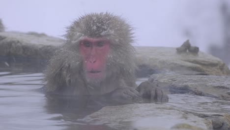 온천을 즐기는 외로운 원숭이