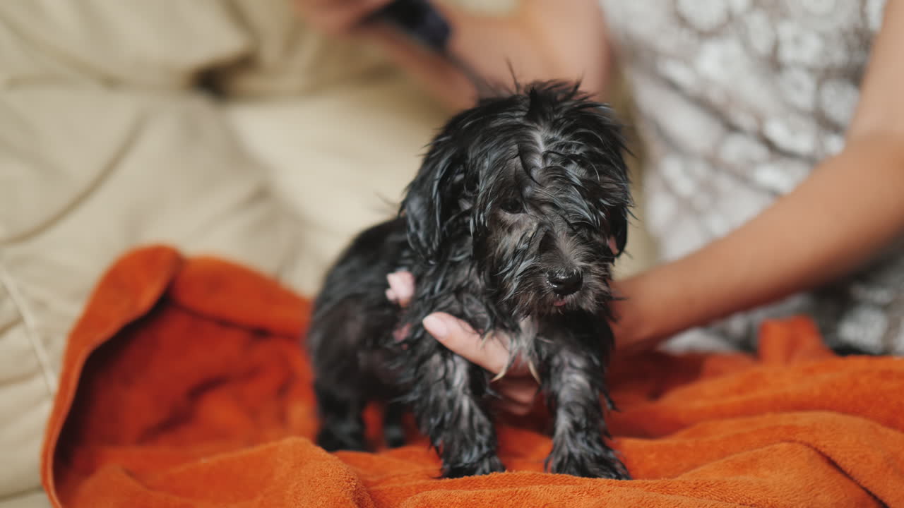 강아지 털 말리는 여자