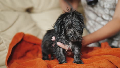 woman blow dries a puppy's fur