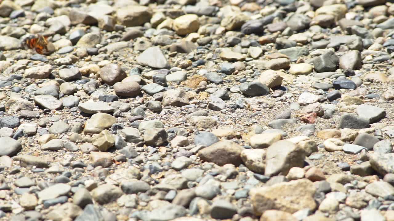 primer plano de la mariposa monarca volando sobre una playa de guijarros en un día soleado en el lago puelo, patagonia argentina