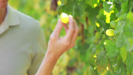 Couple-hands-picking-green-grapes-