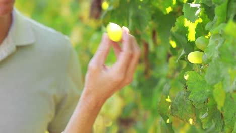 Un-Par-De-Manos-Recogiendo-Uvas-Verdes.