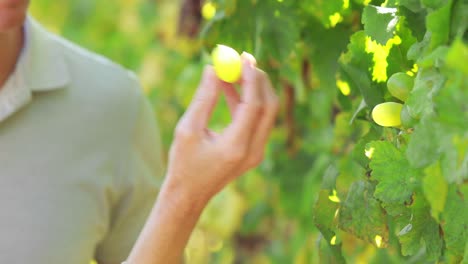 una pareja de manos recogiendo uvas verdes