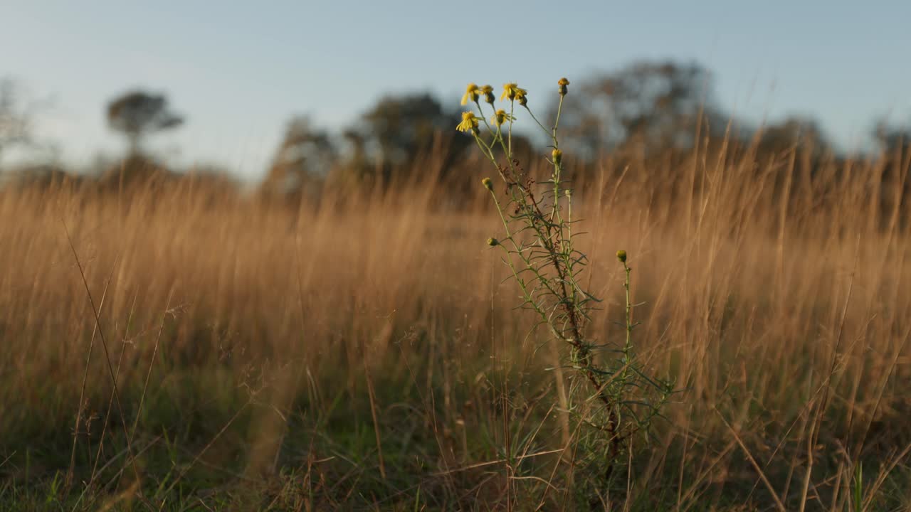 flores silvestres en un prado dorado al atardecer