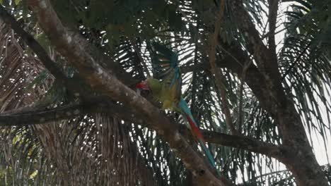 colorido guacamayo verde volando sobre un árbol tropical en cámara lenta