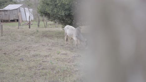 calm bull grazes peacefully on a farm under an overcast sky, run down barn and trees in the background