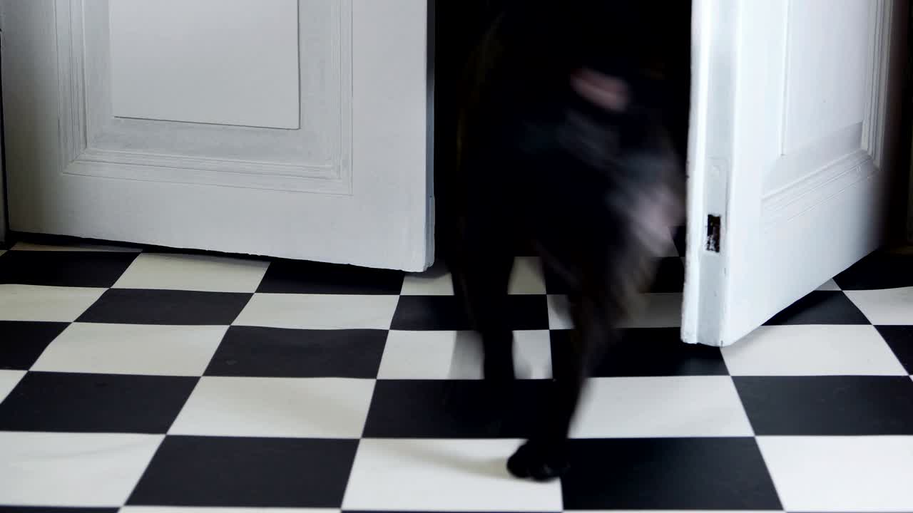 은 색의 프랑스 불도그가 문 밖으로 달려갑니다.