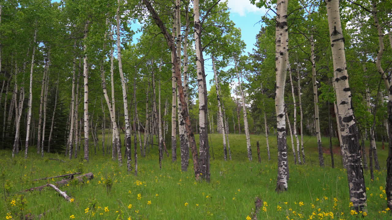 Aspen Tree spring yellow flower in Colorado forest cinematic aerial drone lush dark green grass wind day sun peaceful Rocky mountain hiking trail Denver Vail Aspen Telluride Evergreen slide back slow