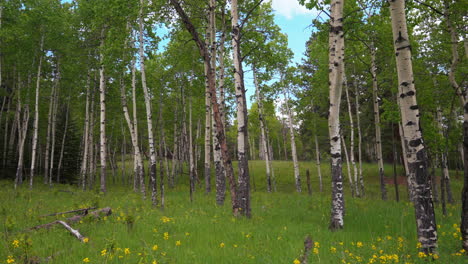 Espenbaum,-Frühling,-Gelbe-Blume-Im-Colorado-Wald,-Filmische-Luftdrohne,-üppiges-Dunkelgrünes-Gras,-Wind,-Tag,-Sonne,-Friedlicher-Felsiger-Bergwanderweg,-Denver-Vail-Espentellurid,-Immergrün,-Langsam-Zurückrutschen