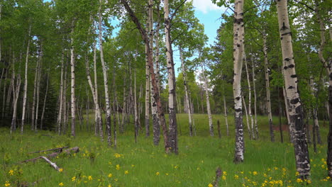 árbol de aspen primavera flor amarilla en el bosque de colorado cinematográfico avión no tripulado exuberante hierba verde oscuro día de viento sol pacífico senderismo de montaña rocosa denver vail aspen telluride de hoja perenne deslizamiento hacia atrás lento