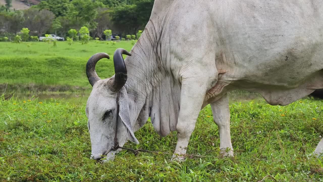 소 가  에서 풀 을 고 있다