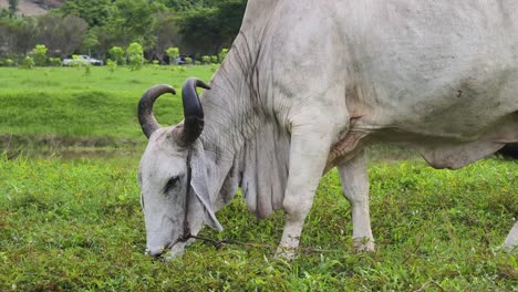white cow grazing in a field