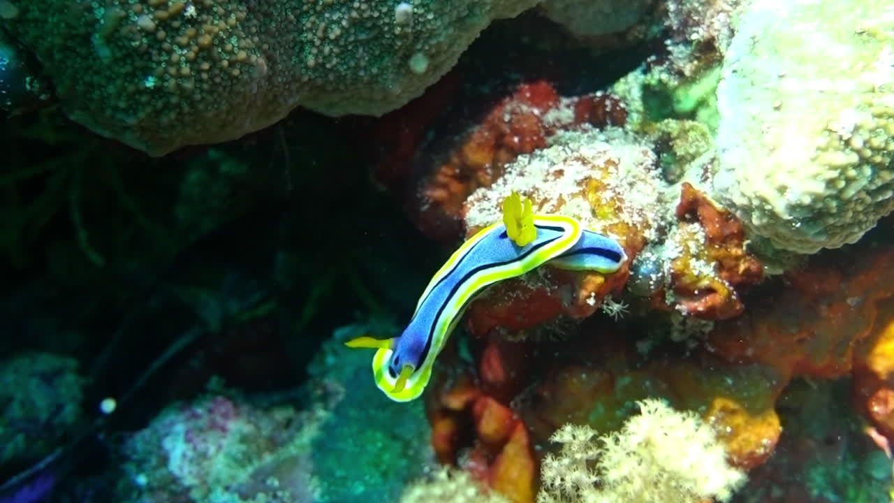 Chromodoris annae nudibranch crawls on a coral reef.