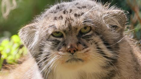 pallas's cat (otocolobus manul), also known as the manul, is a small wild cat with long and dense light grey fur, and rounded ears set low on the sides of the head.