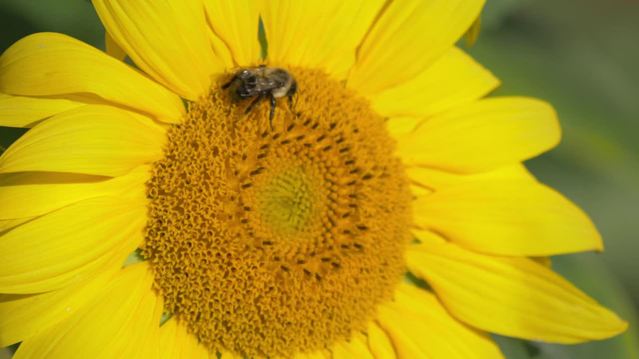 Ape mellifera su un girasole nel giardino