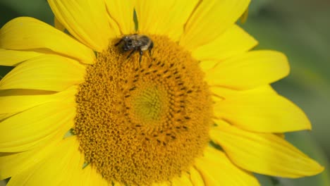 Abeja-Sobre-Girasol-En-El-Jardín