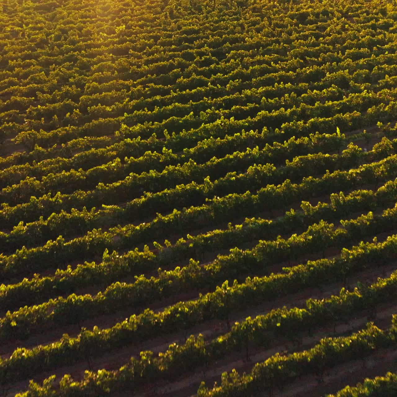 Rows of green vine in the beams of setting sun. Farmer in hat walking through the orchard row. Top view
