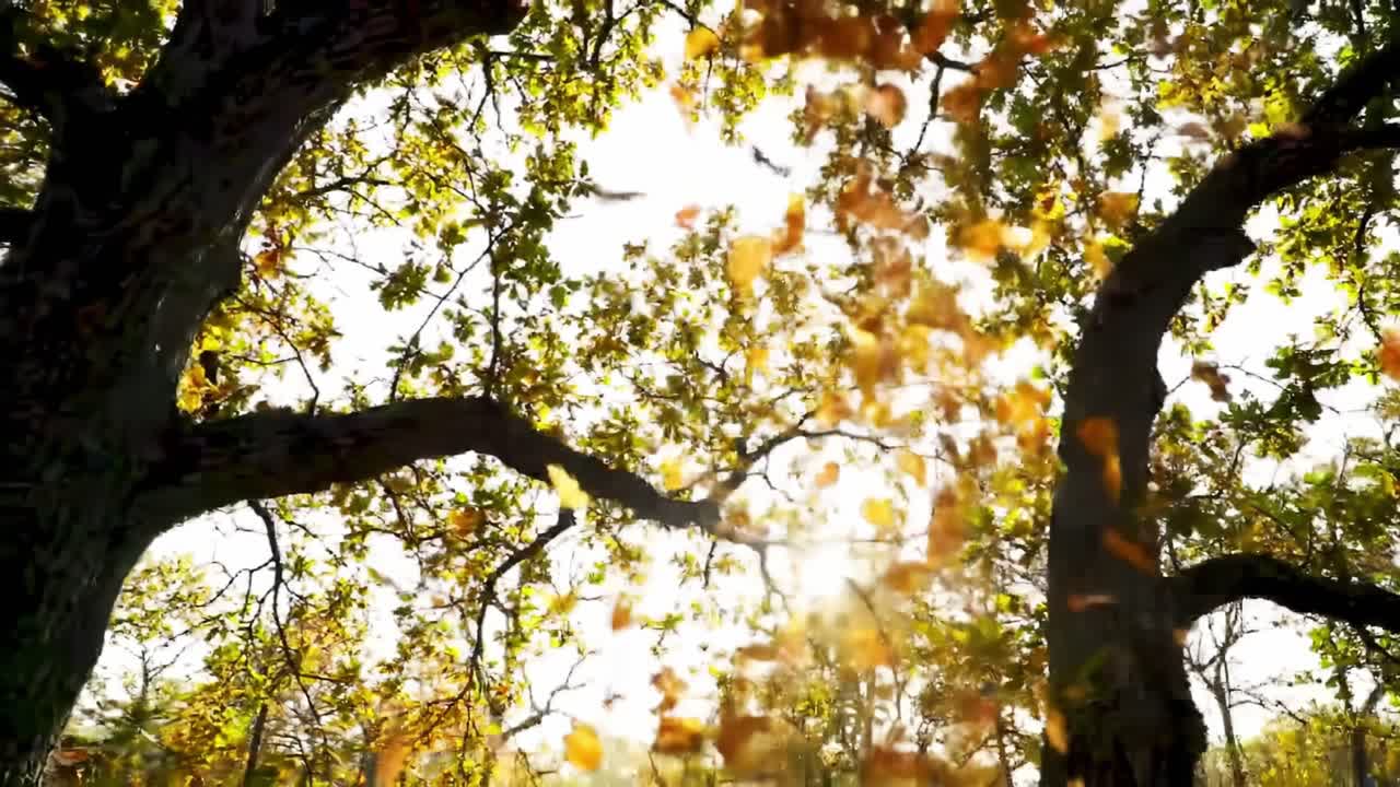 Autumn Leaves Falling from Trees