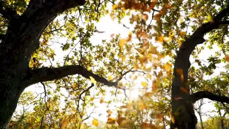 autumn leaves falling from trees