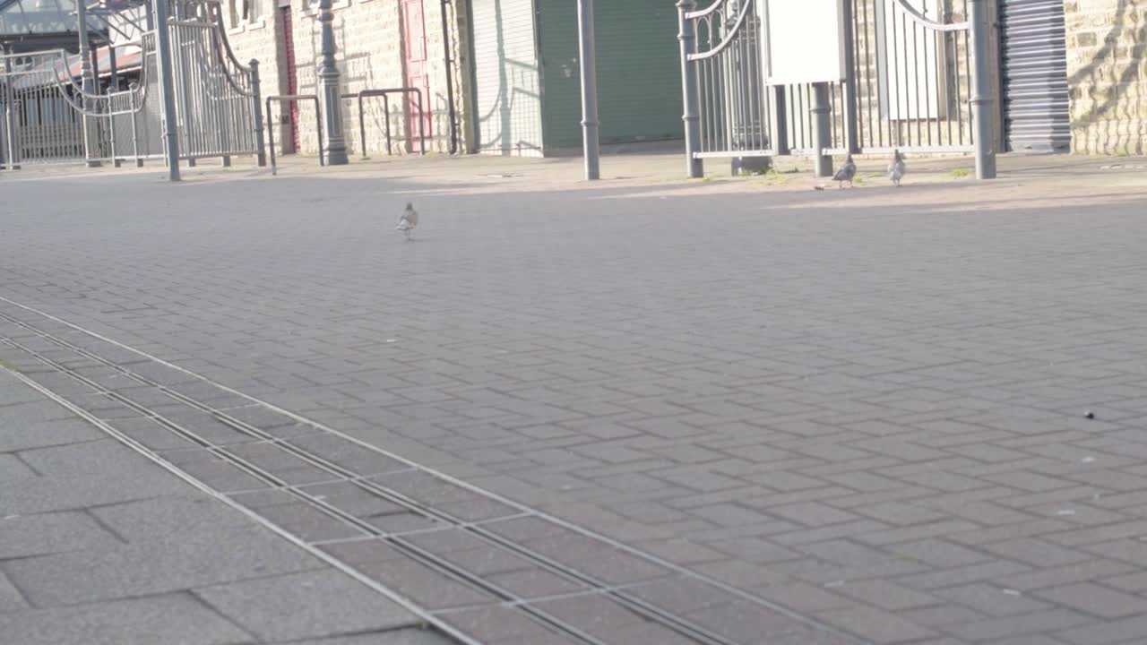 Pigeons on empty urban city center scene
