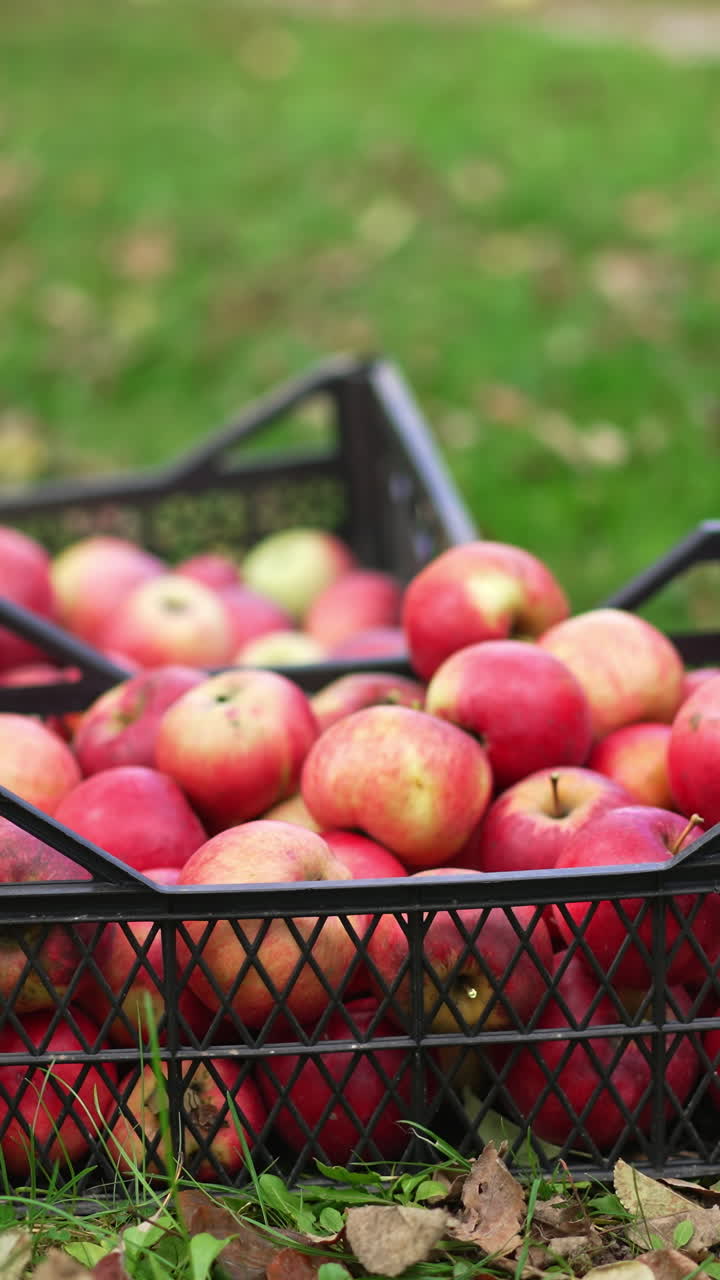Two full boxes of ripe red apples on the green grass. Man comes up and puts one more box nearby. Blurred backdrop. Vertical video